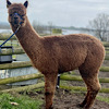 TOFT Nautilus Light Fawn Stud Male standing at TOFT Alpaca Stud